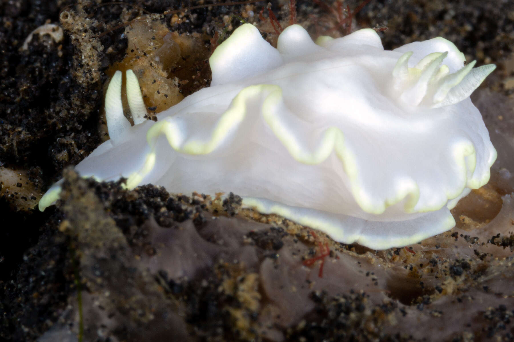 Image of Glossodoris buko Matsuda & Gosliner 2018