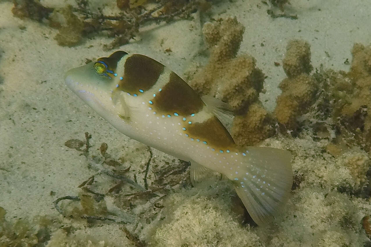 Image of Blue-spotted toby