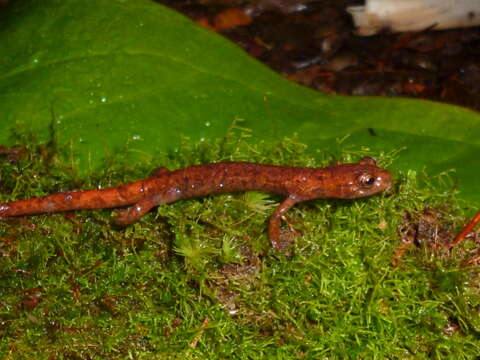 Image of Salamandra del Pico Picucha