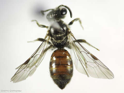 Image of Lasioglossum sphecodimorphum (Vachal 1892)