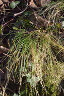 Image of variousleaf fescue