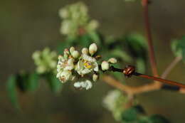 Image of Serjania racemosa Schum.