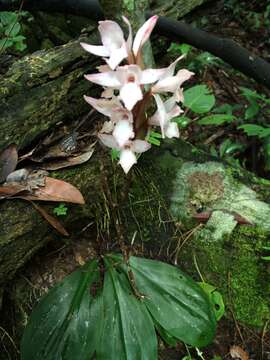 Image of Pteroglossa roseoalba (Rchb. fil.) Salazar & M. W. Chase