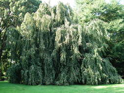 Image of Fagus sylvatica f. pendula