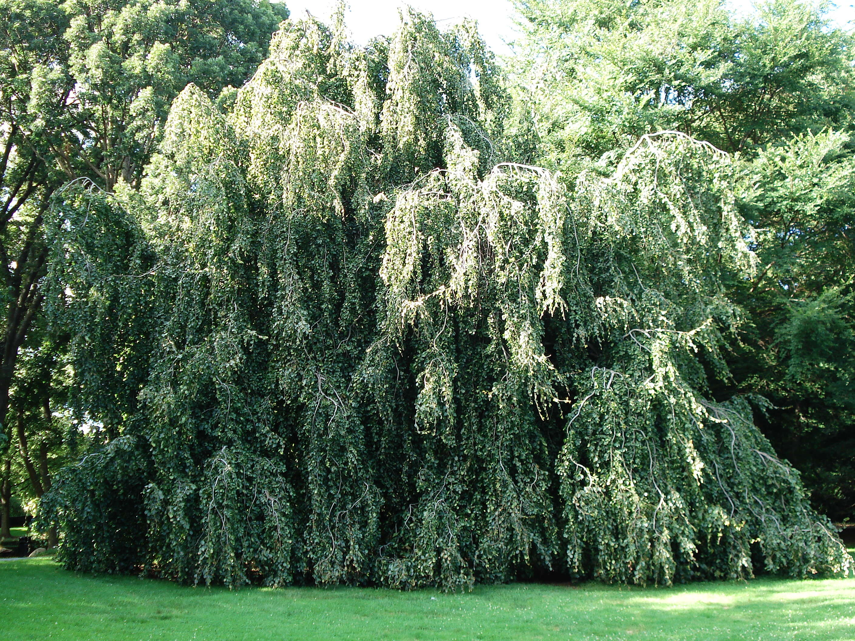 Image of Fagus sylvatica f. pendula