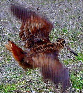 Image of woodcock, eurasian woodcock