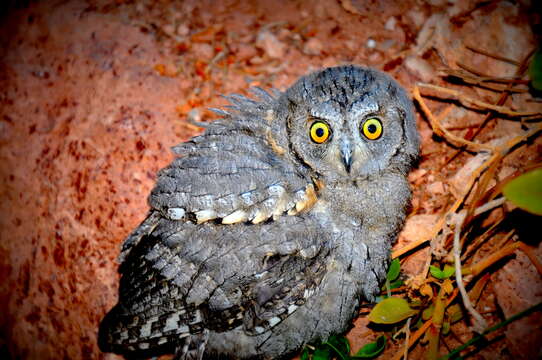 Image of Eurasian Scops Owl