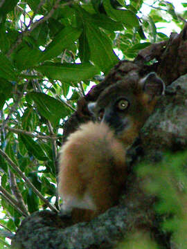 Image of Hubbard's Sportive Lemur