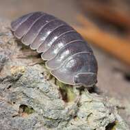 Image of Armadillidium badium Budde-Lund 1885