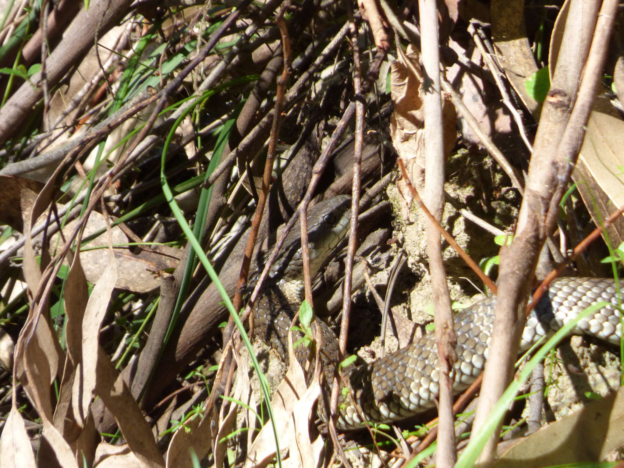 Image of Australian Tiger Snakes