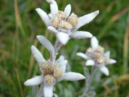 Image of edelweiss