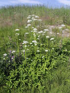 Image of bishop's goutweed