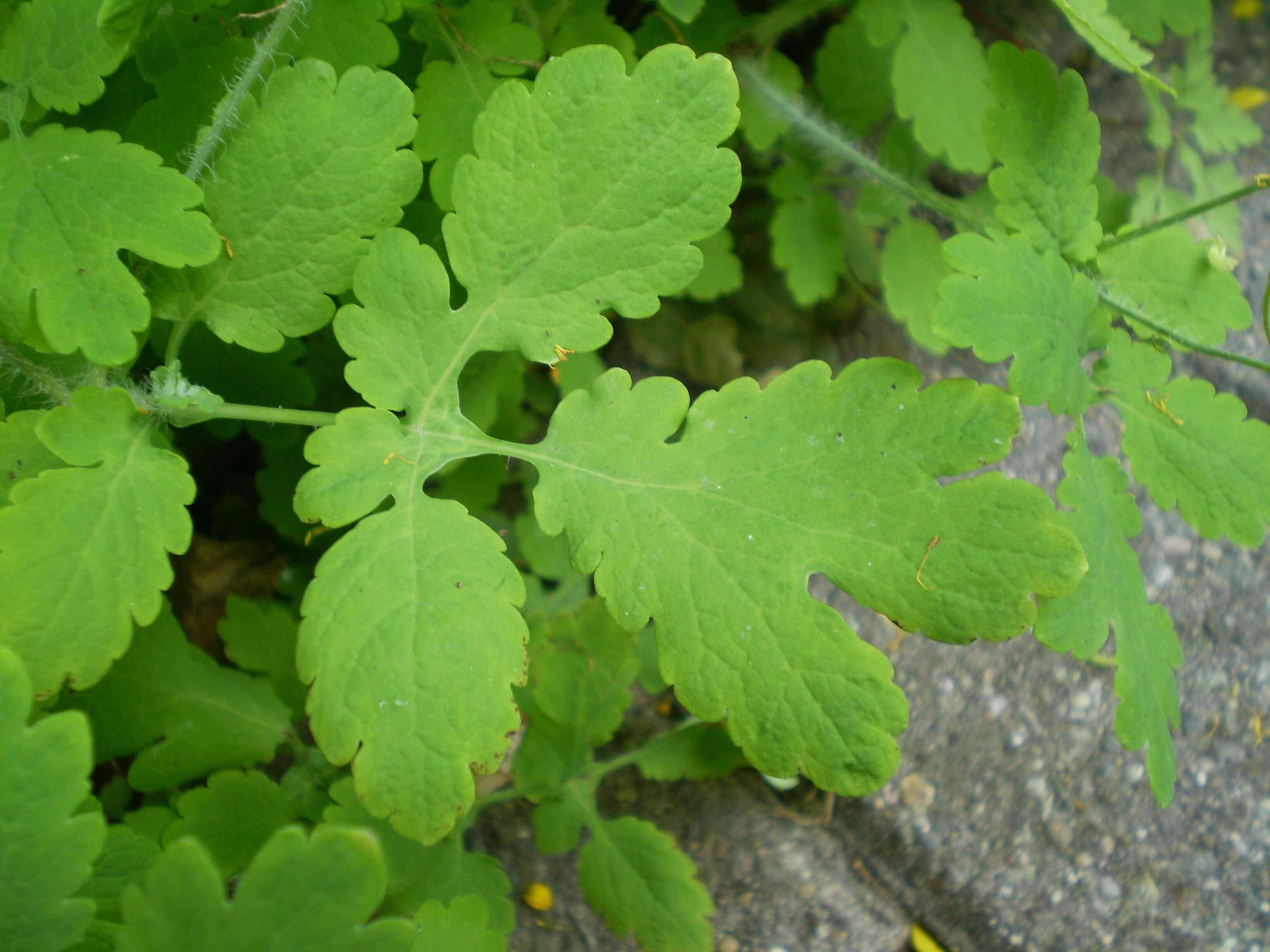 Image of celandine