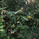 Image of white swallow-wort