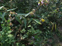 Image of white swallow-wort