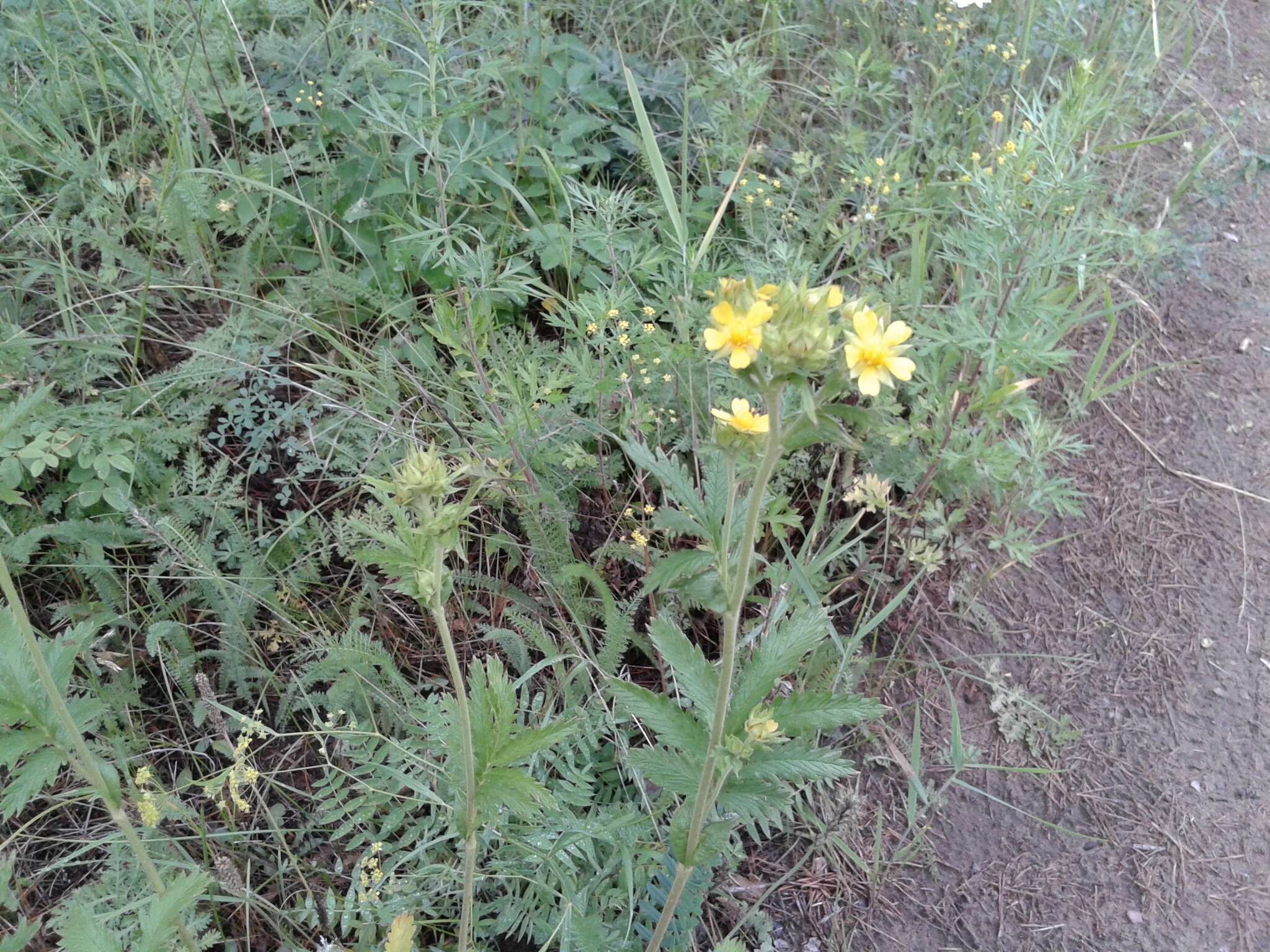 Image of Potentilla longifolia Willd.