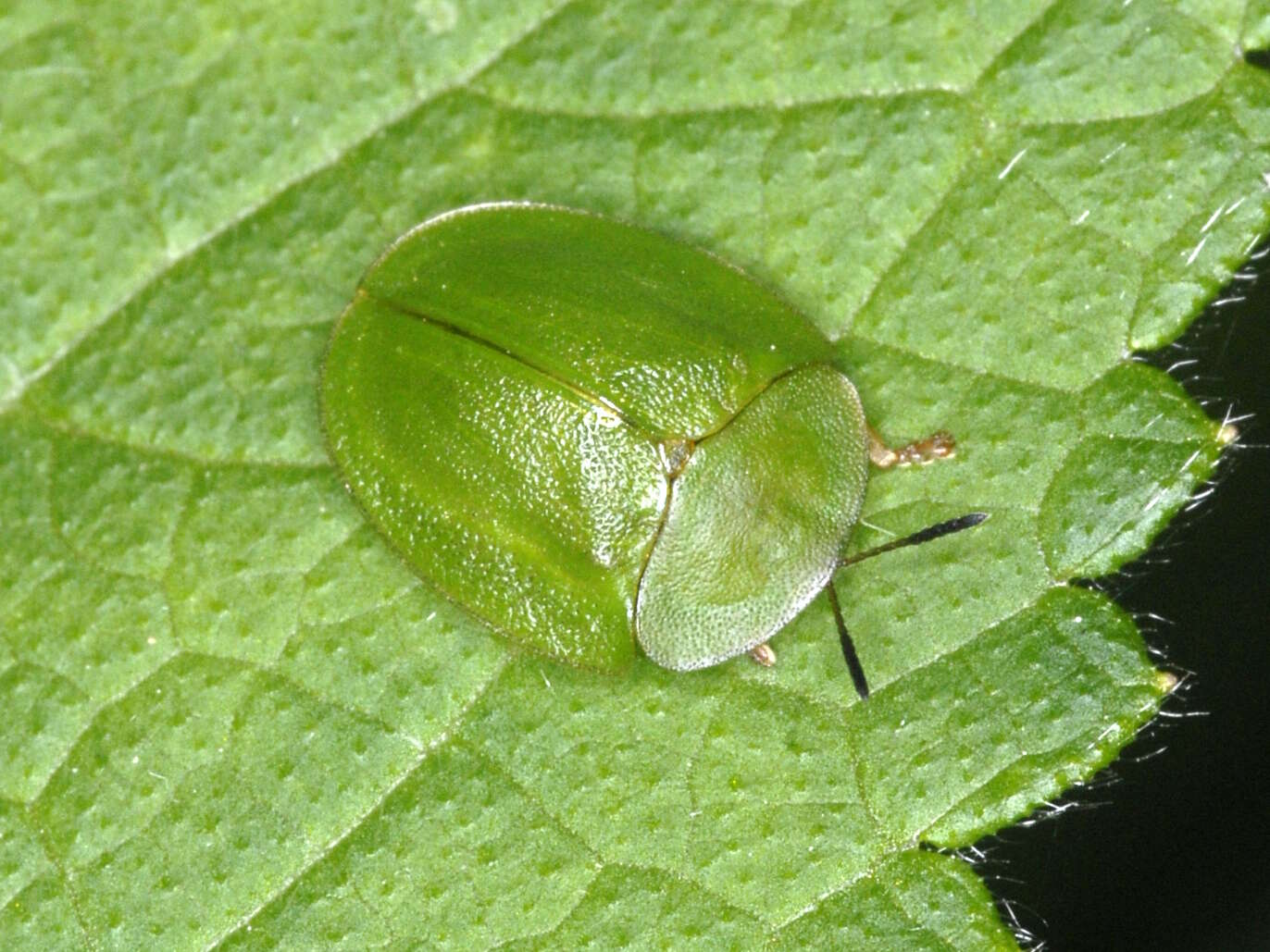 Image of Cassida (Odontionycha) viridis Linnaeus 1758