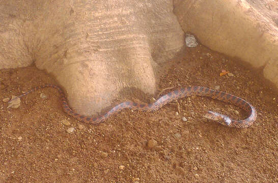 Image of Red-banded Snake