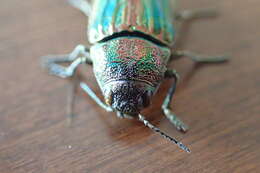 Image of Buprestis striata Fabricius 1775