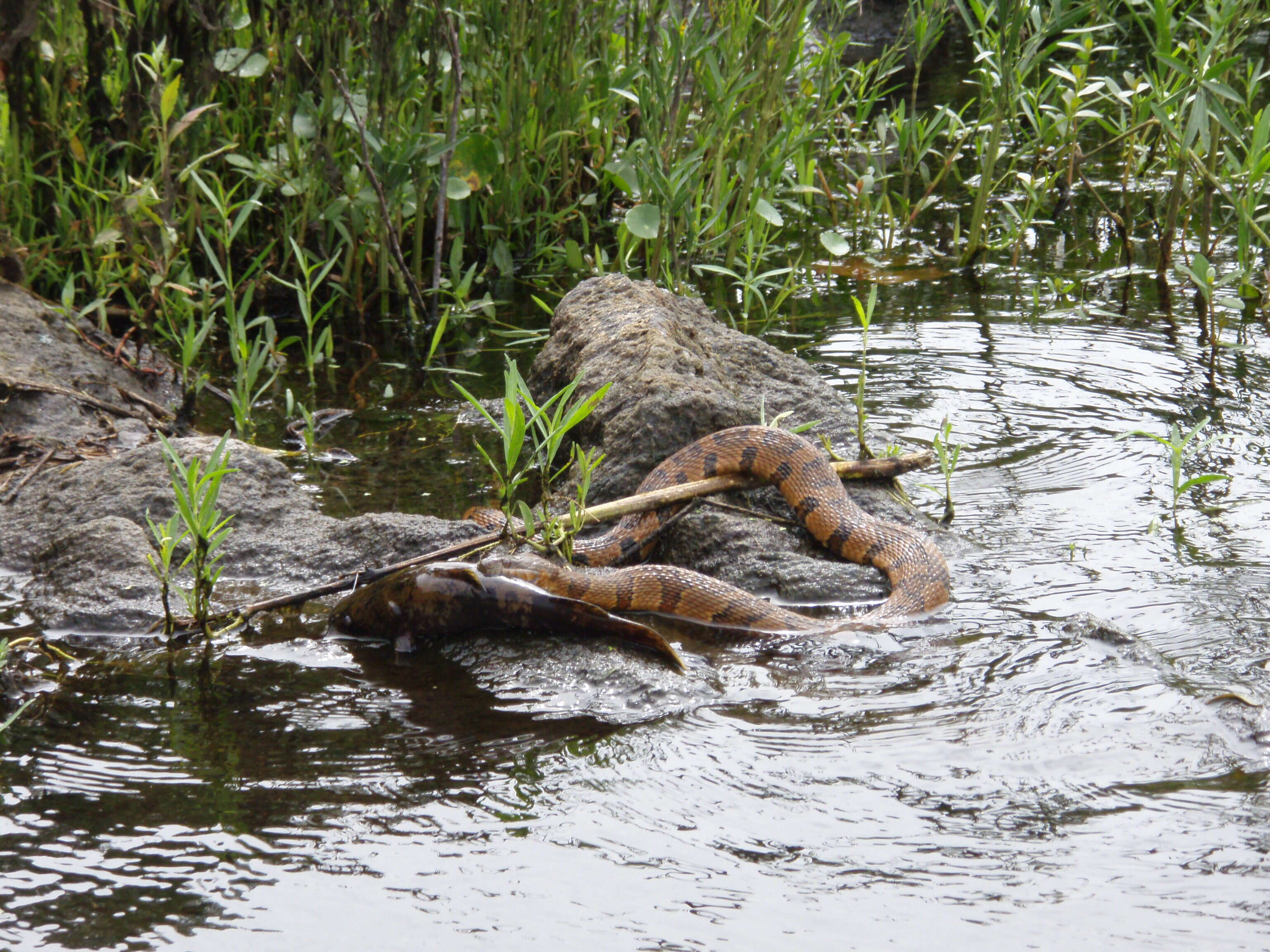 Image of Southern Water Snake