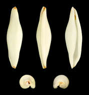 Image of Pellasimnia improcera (Azuma & C. N. Cate 1971)