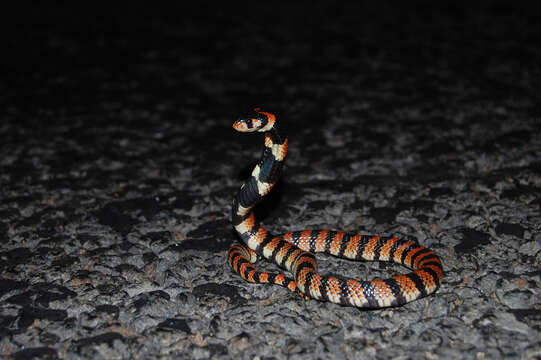 Image of Cape coral snake