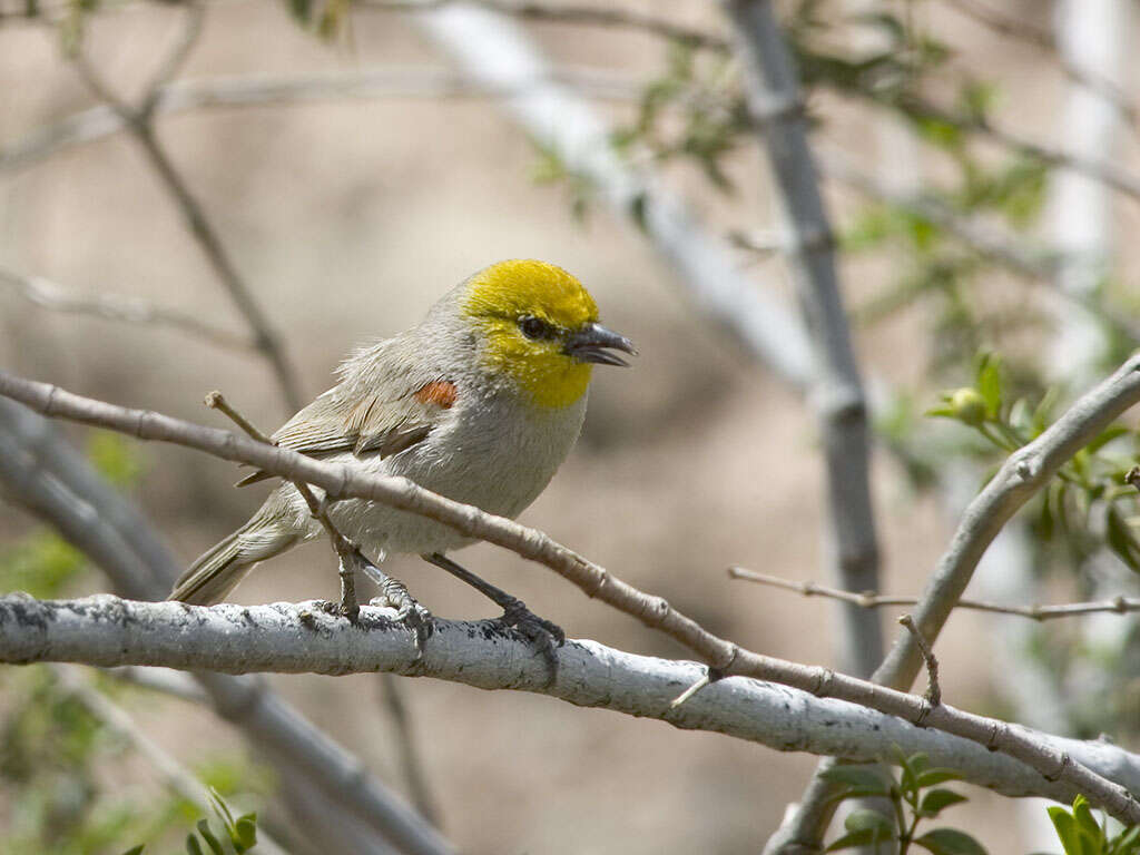 Image of Auriparus Baird & SF 1864