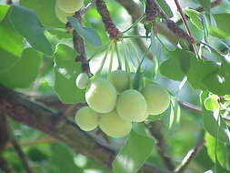 Image of Ginkgoopsida