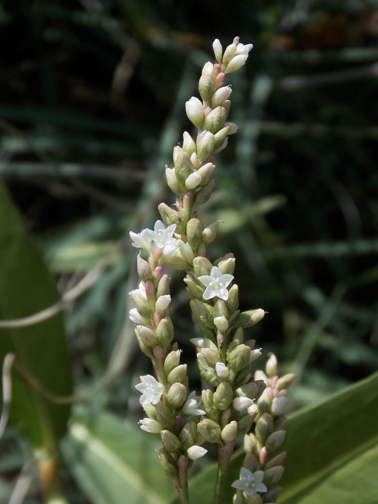 Sivun Persicaria glabra (Willd.) Gomez de la Maza kuva