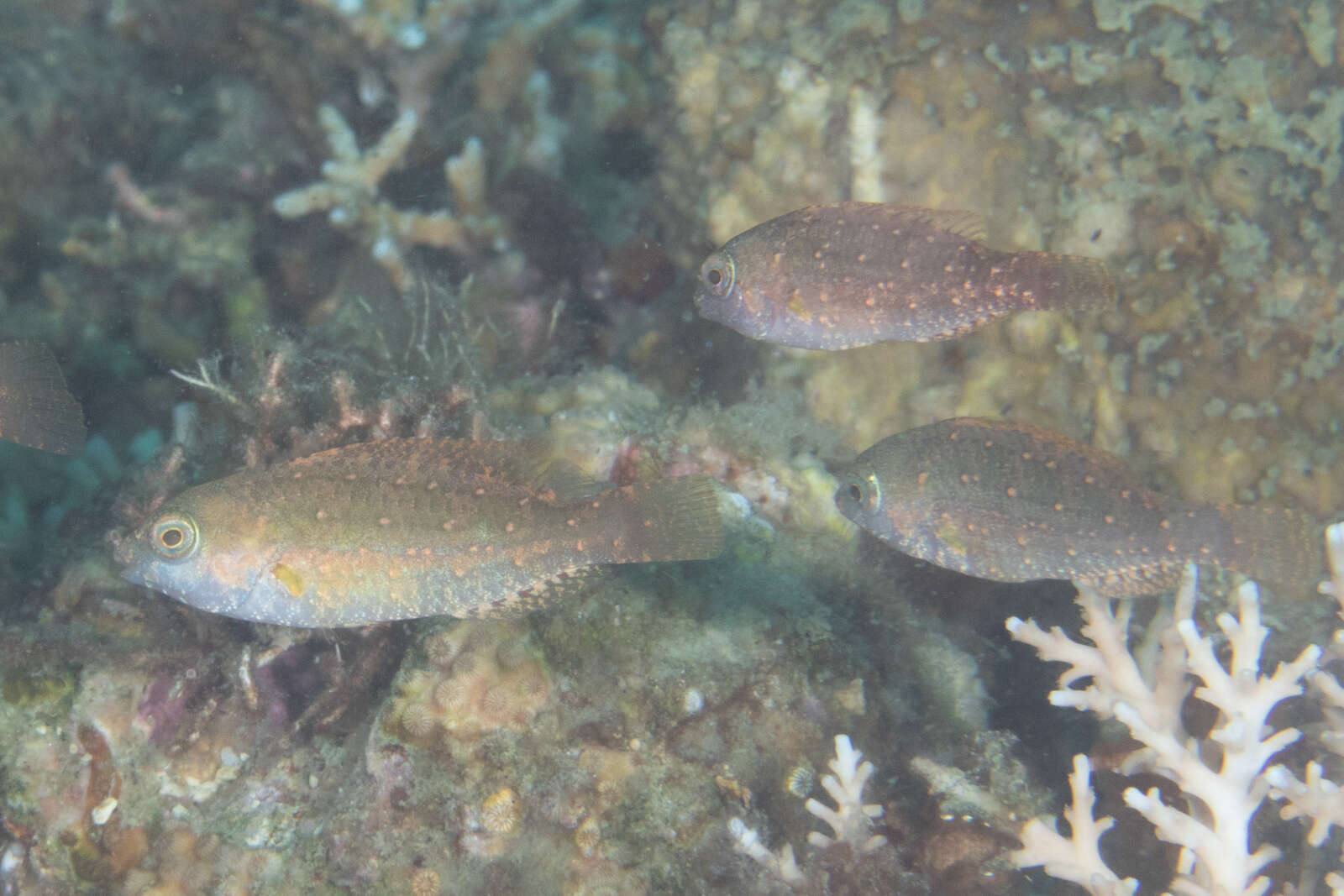 Image of Half-toothed parrot-fish