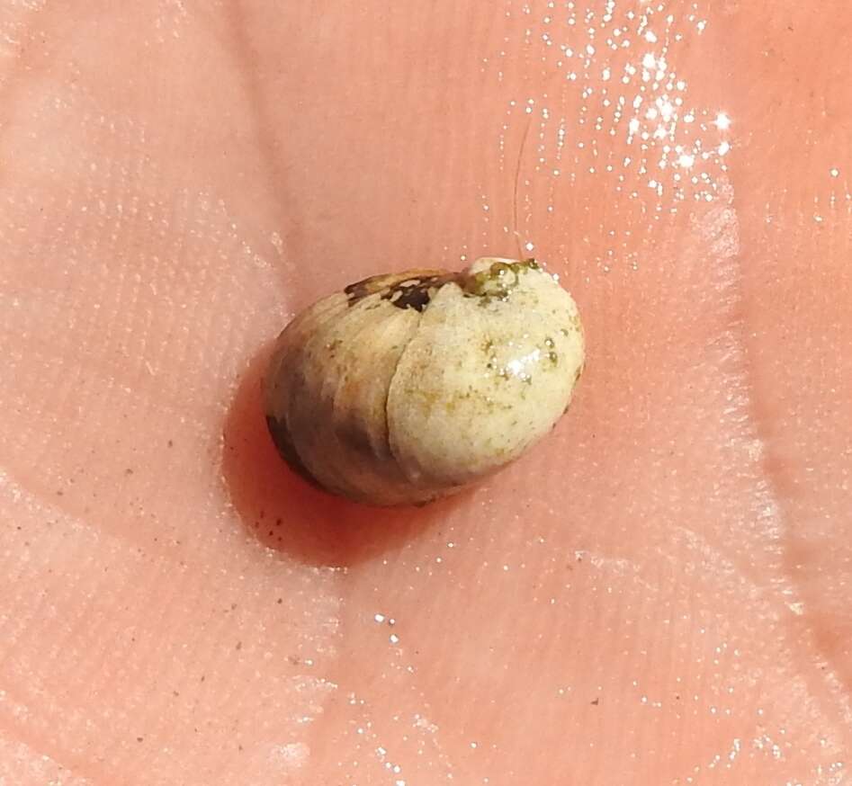 Image of river nerite