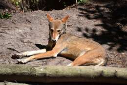 Image of Red wolf