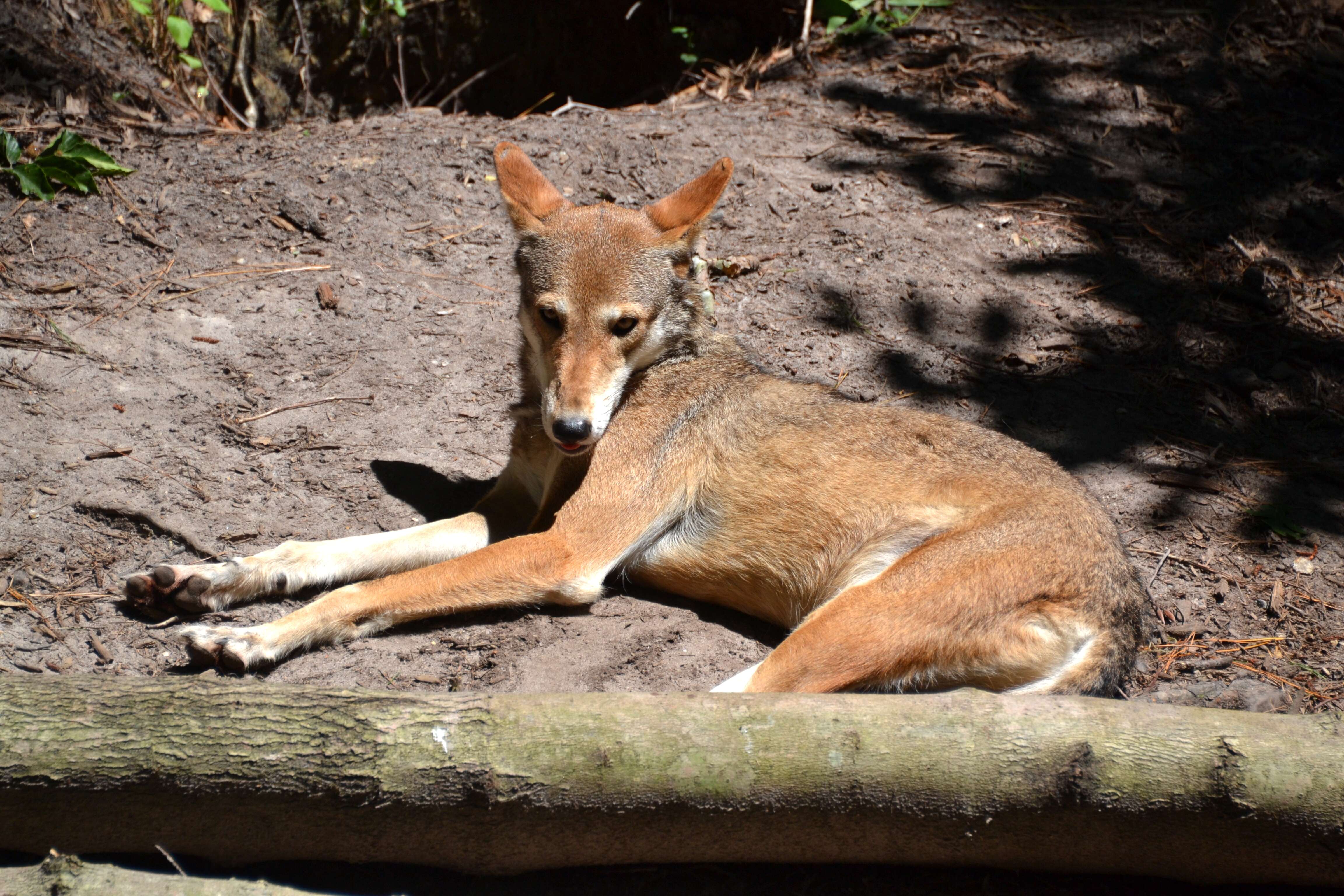 Image of Red wolf