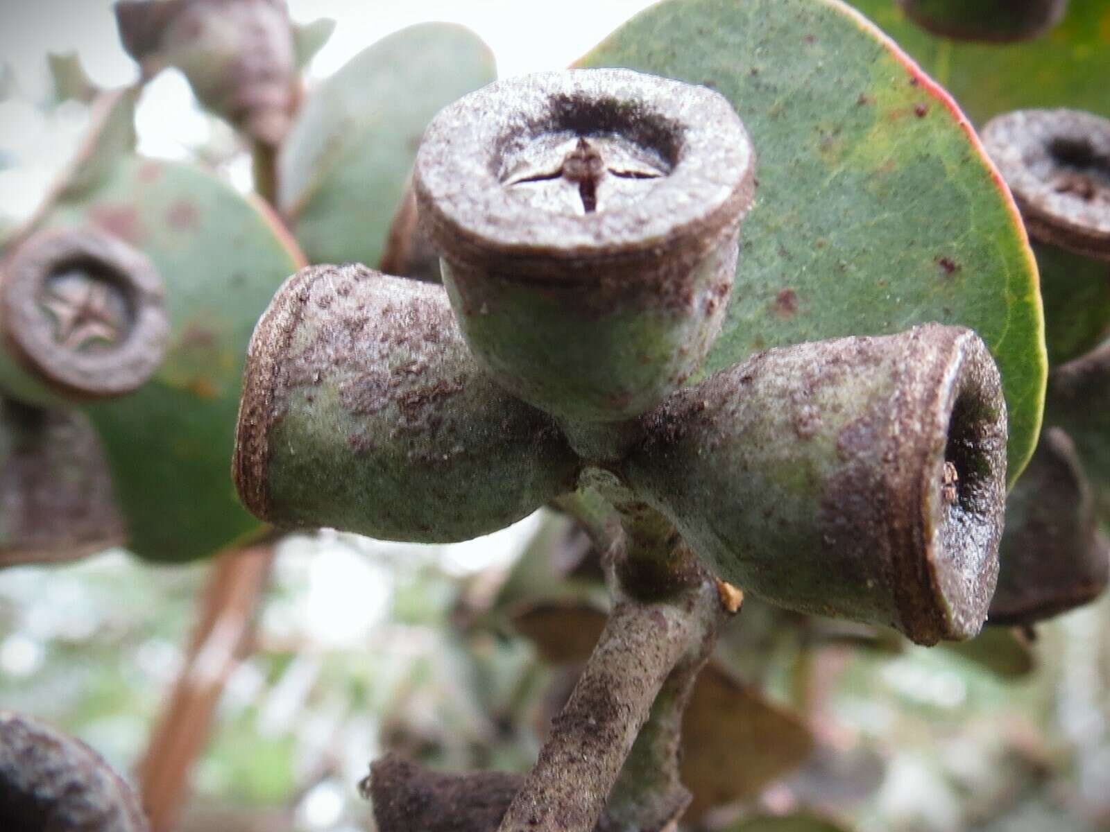 Image of Silver-leaved Mountain Gum