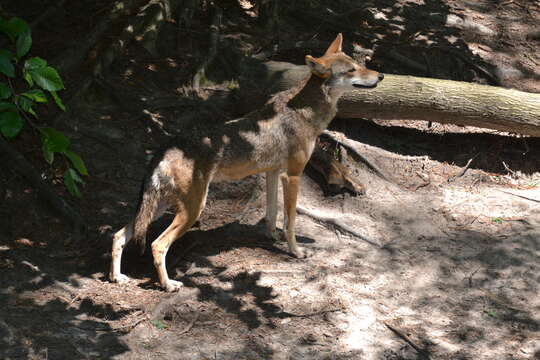 Image of Red wolf