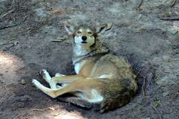 Image of Red wolf