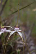 Image of Coastal white spider orchid