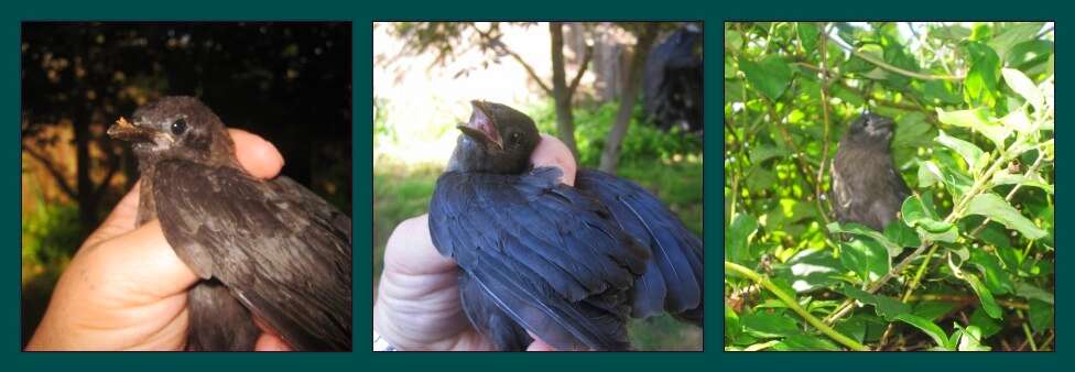 Image of Brown-headed Cowbird