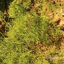Sivun Asparagus cochinchinensis (Lour.) Merr. kuva