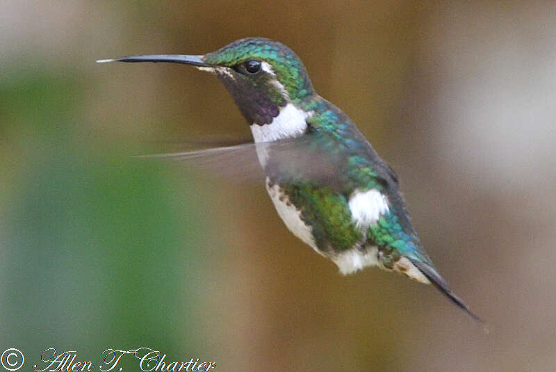 Image of White-bellied Woodstar