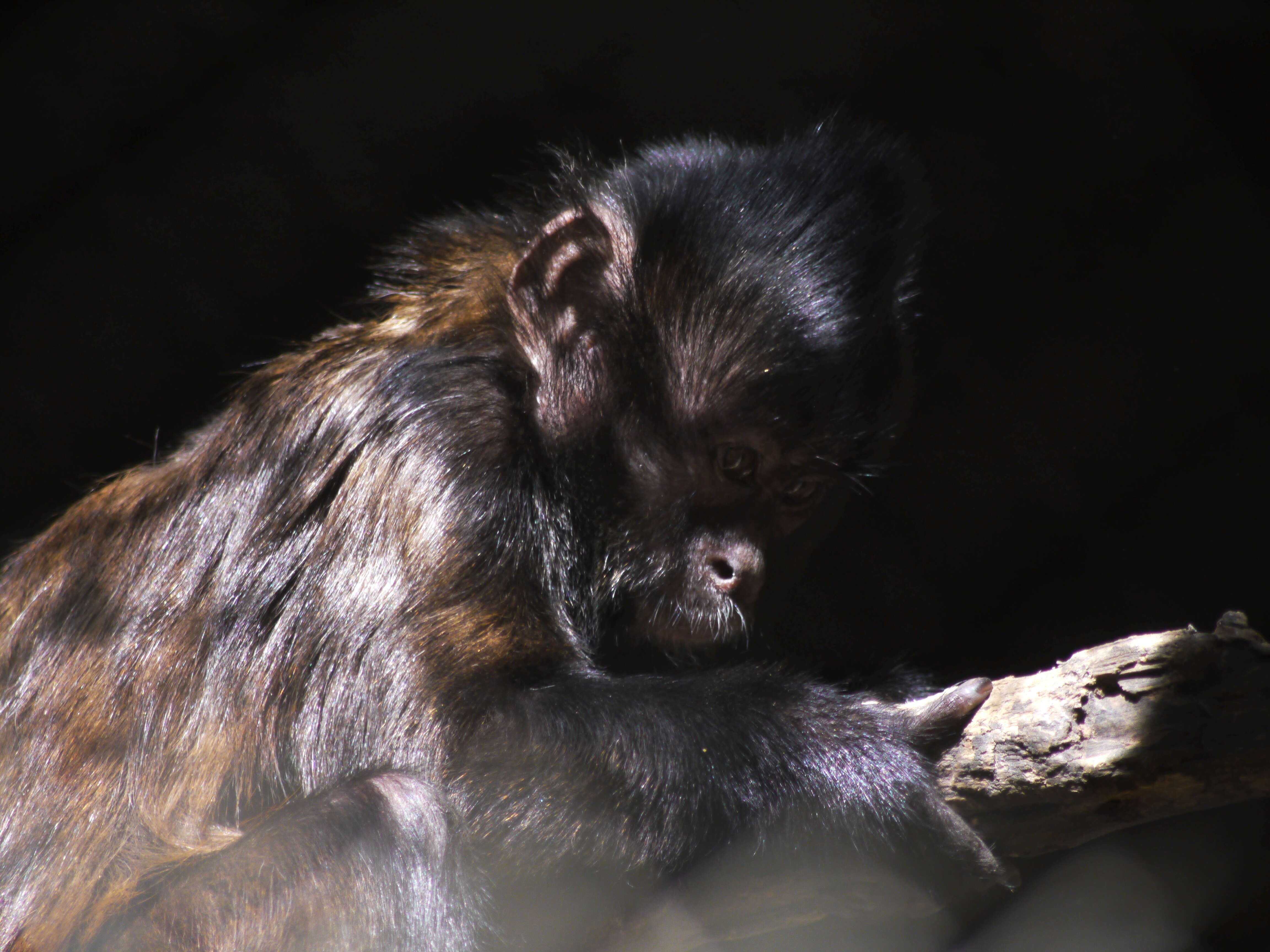 Image of Crested Capuchin