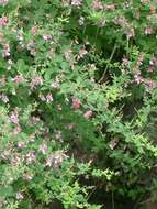 Image of bicolor lespedeza