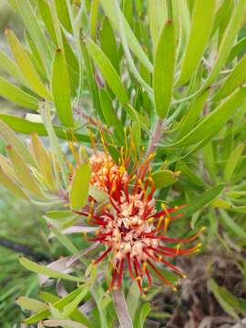 Image of Chimanimani pincushion