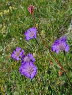 Image of Pincushion-flower