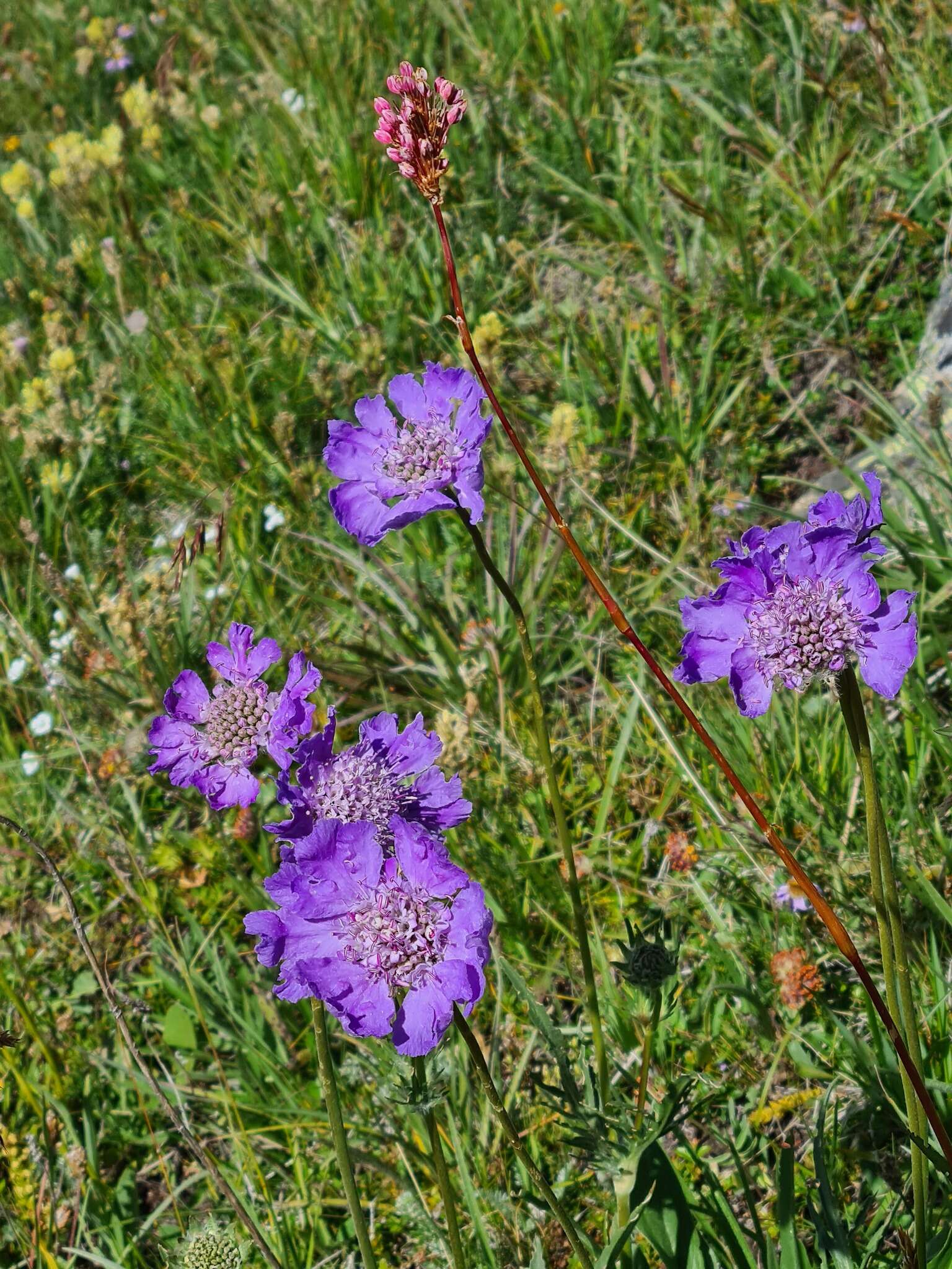 Image of Pincushion-flower