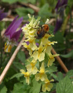 Слика од Bombus consobrinus Dahlbom 1832