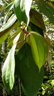 Image of Miconia holosericea (L.) DC.