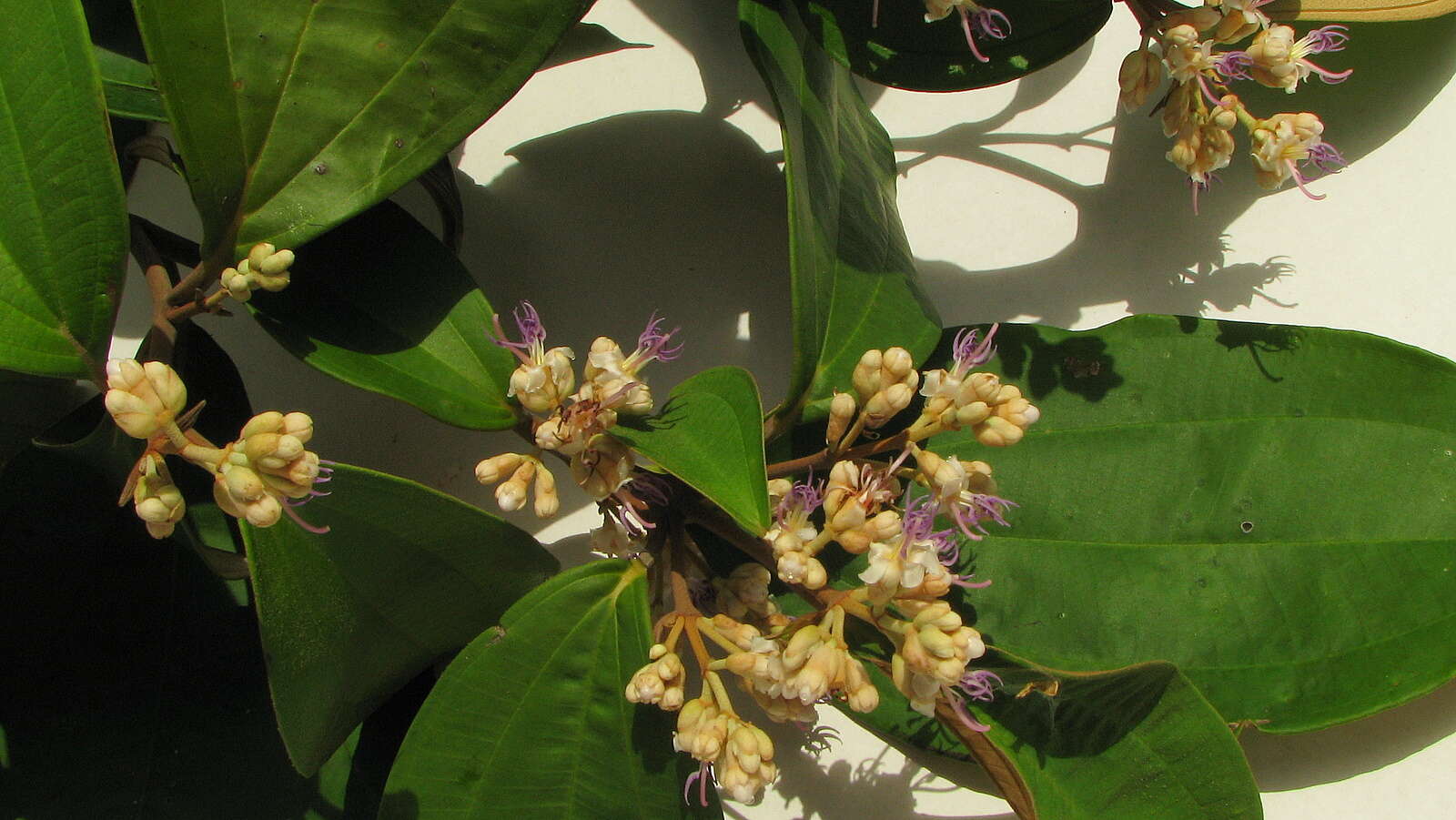 Image of Miconia holosericea (L.) DC.