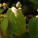 Sivun Miconia holosericea (L.) DC. kuva