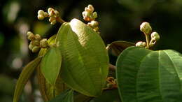 Sivun Miconia holosericea (L.) DC. kuva